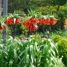 Fritillaria Imperialis Rubra Maxima 20/22 (x25)