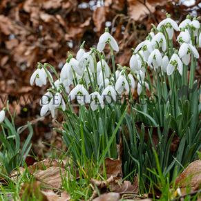 Galanthus Elwesii 6/+ (x250)