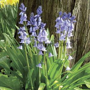 Hyacinthoides Non Scripta, Blue Bells 8/10 (x250)