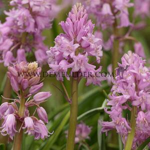 Hyacinthoides Hispanica Rose 8/10 (x250)