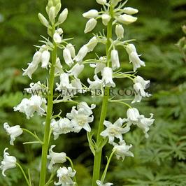 Hyacinthoides Hispanica Wit 8/10 (x250)
