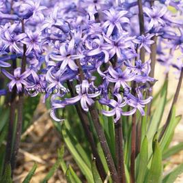 Hyacinths Multiflora Blue I (x 100)