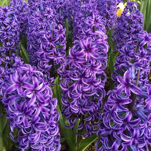 Hyacinthus Blue Jacket 17/18 (x100)