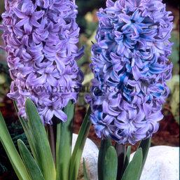 Hyacinthus Delft Blue 17/18 (x100)