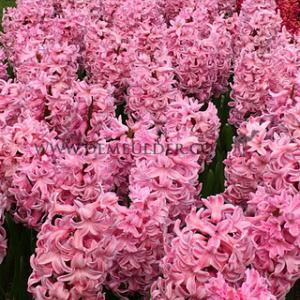 Hyacinthus Fondant 17/18 (x100)