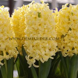 Hyacinthus Gipsy Princess 17/18 (x100)