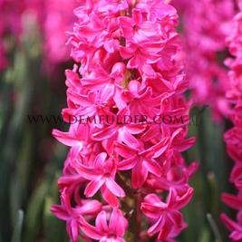 Hyacinthus Jan Bos 17/18 (x100)