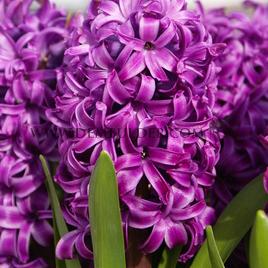 Hyacinthus Purple Sensation 17/18 (x100)