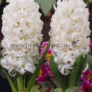 Hyacinthus White Pearl 17/18 (x100)