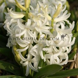 Hyacinths Multiflora White I (x 100)