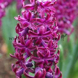 Hyacinthus Woodstock 17/18 (x100)