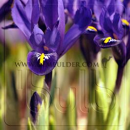Iris Reticulata Pixie 6/+ (x250)