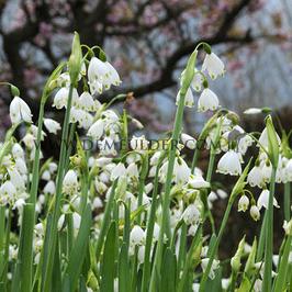 Leucojum Aestivum Gravetye Giant 12/14 (x250)