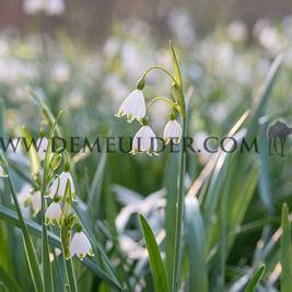 Leucojum Aestivum 8/10 (x250)