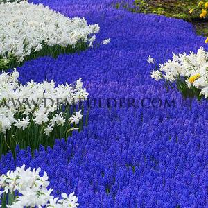 Muscari Armeniacum 9/10 (x 250)