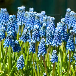 Muscari Auch. Blue Magic 9/10 (x 250)