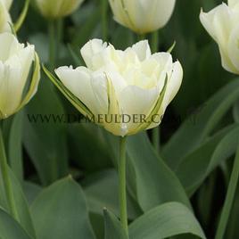 Tulipa White Valley 12/+ (x250)
