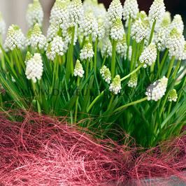 Muscari Auch. White Magic 9/10 (x 250)