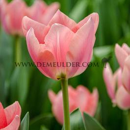 Tulipa Apricona 12/+ (x250)