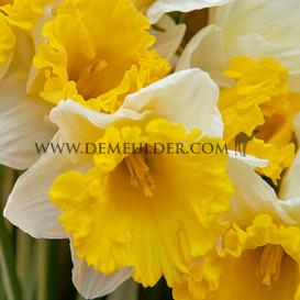 Narcissus Attraction, Trumpet Group, 14/16 (x250)