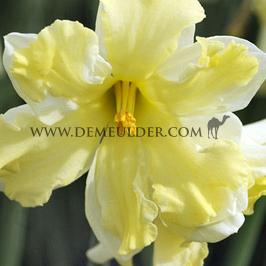 Narcissus Cassata, Collar Group, 14/16 (x250)