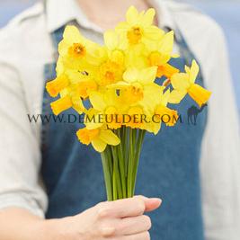 Narcissus Jetfire, Cyclamineus Group, Z12/14 (x250)