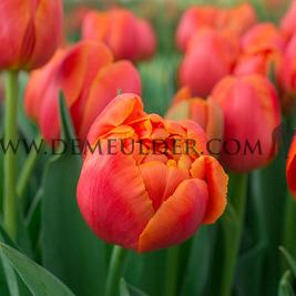 Tulipa Icoon 12/+ (x250)