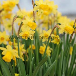 Narcisses Tete a Tete Cyclamineus Z12/14 (x250)