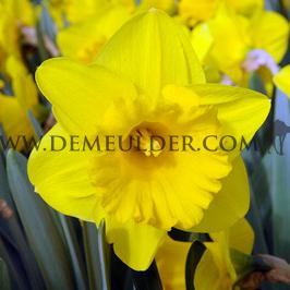 Narcisses Yellow River Trumpet 14/16 (x250)