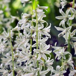 Ornithogalum Nutans 6/+ (x250)