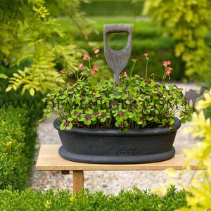 Oxalis Deppei Iron Cross 5/+ (x250)