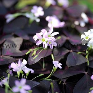 Oxalis Triangularis (x250)