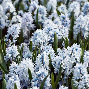 Puschkinia Scilloides Var Libanotica 5/+ (x250)