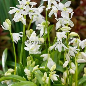 Scilla Siberica Alba 7/8 (x250)
