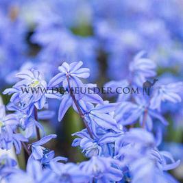 Scilla Siberica 7/8 (x250)