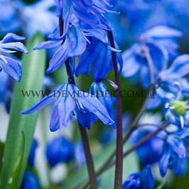 Scilla Siberica Spring Beauty 8/9 (x250)