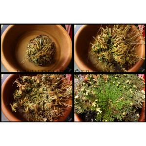 Selaginella Lepidophylla (x 25)