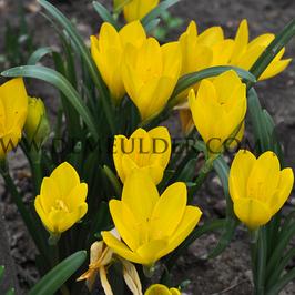 Sternbergia Lutea 8/10 (x250)