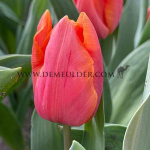 Tulipa Salmon Prince 12/+ (x250)