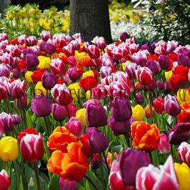 Tulipa Triumph Mixed 12/+ (x250)