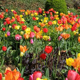 Tulipa Darwin-Hybride Mixed 12/+ (x250)