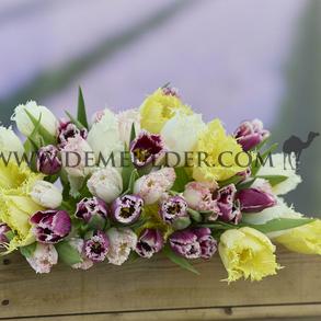 Tulipa Fringed Mixed 12/+ (x250)