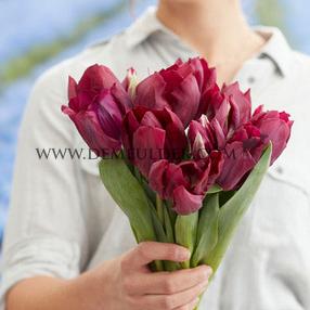 Tulipa Caviar 12/+ (x250)