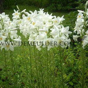 Lilium Candidum I (x 25)
