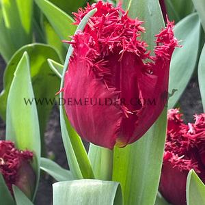 Tulipa Versace 12/+ (x250)