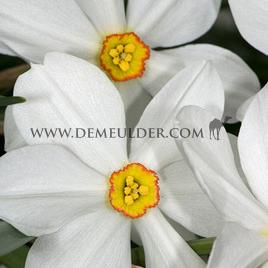 Narcisses Actaea Poeticus 14/16 (x250)