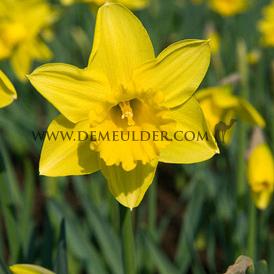 Narcisses Rijnveld's Early Sensation Trumpet 14/16 (x250)