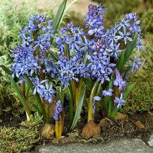 Scilla Bifolia Blauw 4/+ (x250)