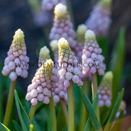 Muscari Pink Sunrise 5/+ (x250)