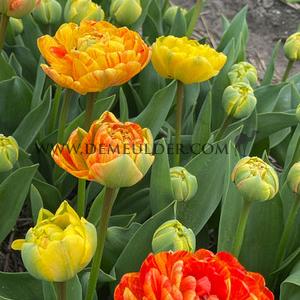 Tulipa Sun Lover 12/+ (x250)